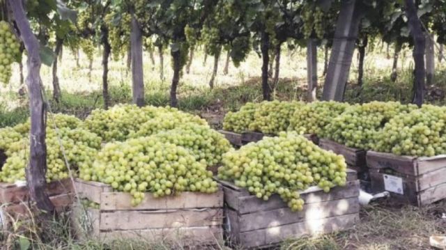 La vid en Tarija la cronología del producto emblema del valle central