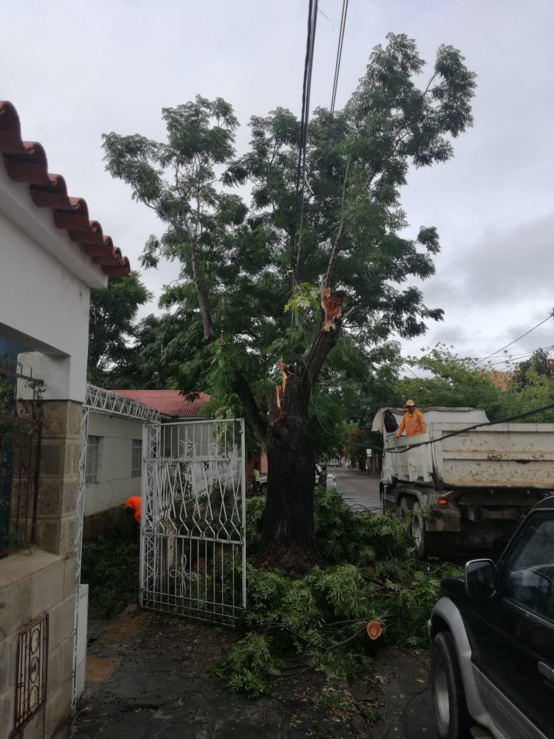Fuertes vientos dejan árboles caídos y viviendas afectadas en varias zonas de Tarija