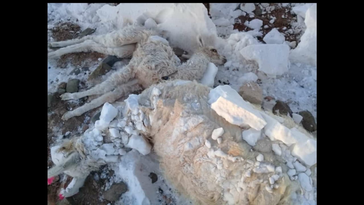 60 llamas y 1103 ovejas murieron en la zona alta de Tarija a causa de la nevada