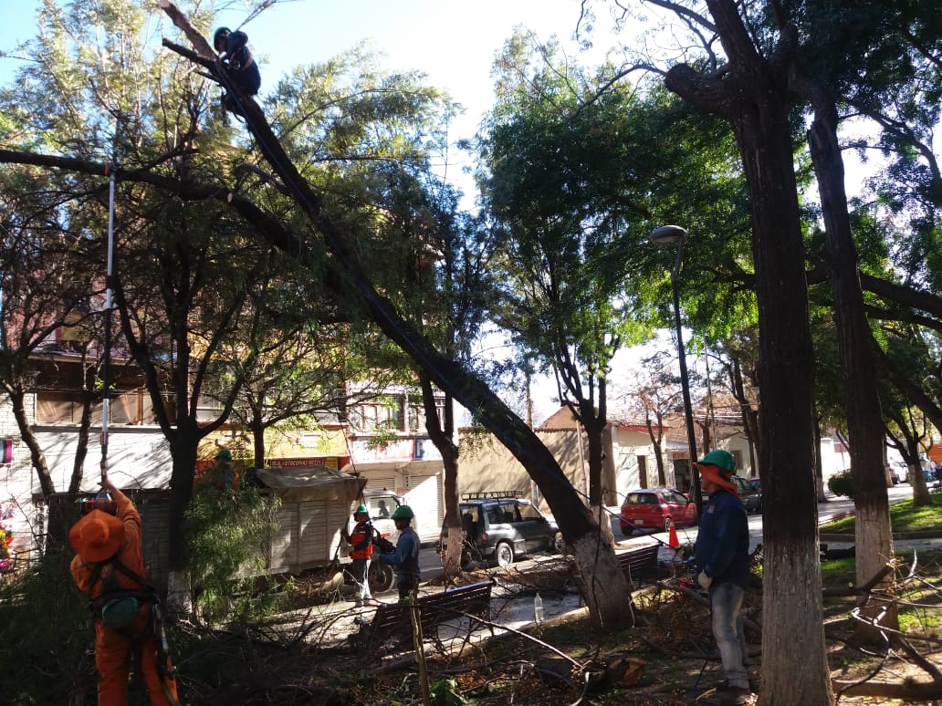 Alcaldía aclara que retiro de árboles en el Parque Bolívar fue por prevención
