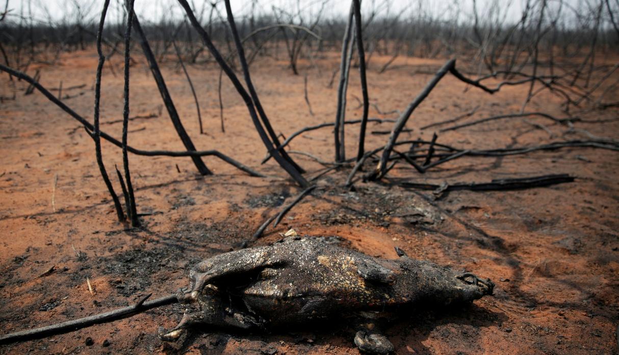 FAN: 1,8 millones de hectáreas se quemaron en lo que va del año en Bolivia
