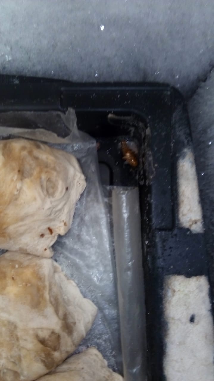 Hallan cucarachas en panadería de Tarija, Intendencia solicita sanción económica