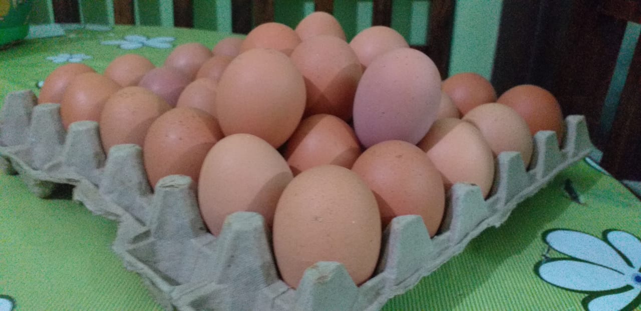 Demanda acaba con los 100 mil huevos diarios que llegan a Tarija