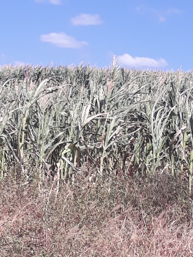 Sequía en el Chaco dejará un 80% de pérdidas en los cultivos