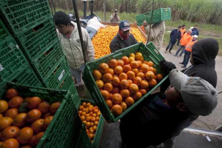 Reportan Que La Mandarina Y La Naranja Son La Principal Producción De