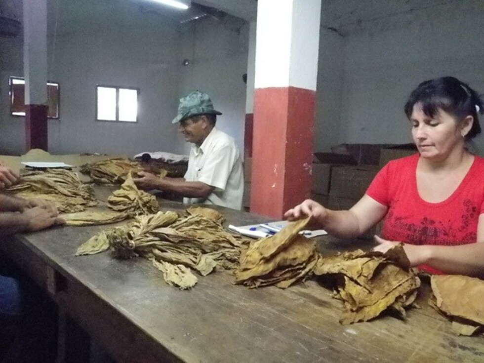 Los años dorados del  tabaco en Entre Ríos