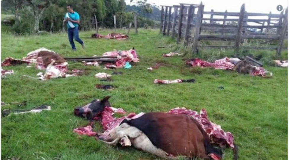 El “chupacabras” reaparece en Colombia