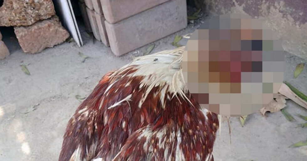 Gallina lleva viva una semana sin cabeza