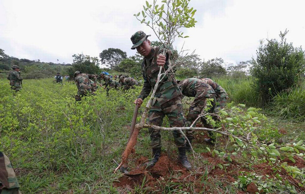 Comando Estratégico Operacional eliminó 1.002 hectáreas de coca ilegal en 2018