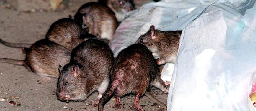 Confirman muerte por peste bubónica en el norte paceño