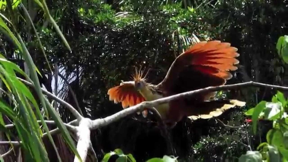 Este 20 de abril el Parque Nacional Aguaragüe conmemorará sus 17 años de creación