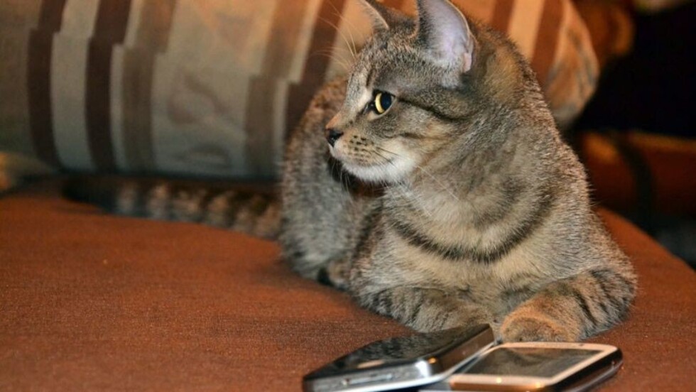 Gato acaba “preso” por meter celulares al penal