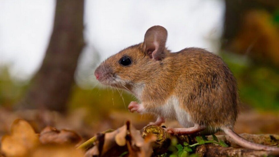 El hantavirus preocupa de nuevo en dos municipios