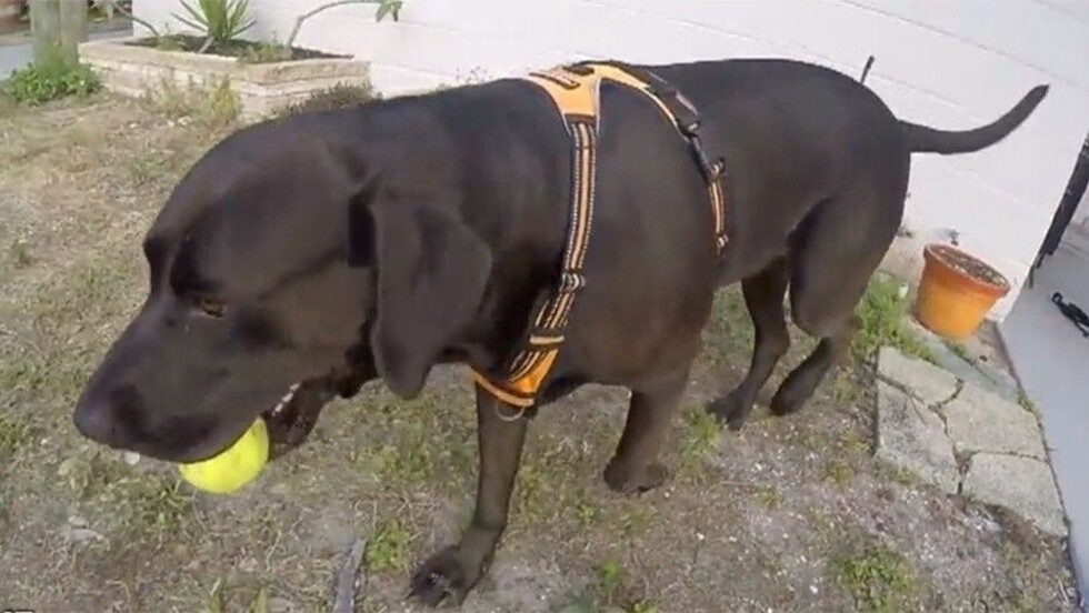 Jueza ordena compartir la custodia de un perro