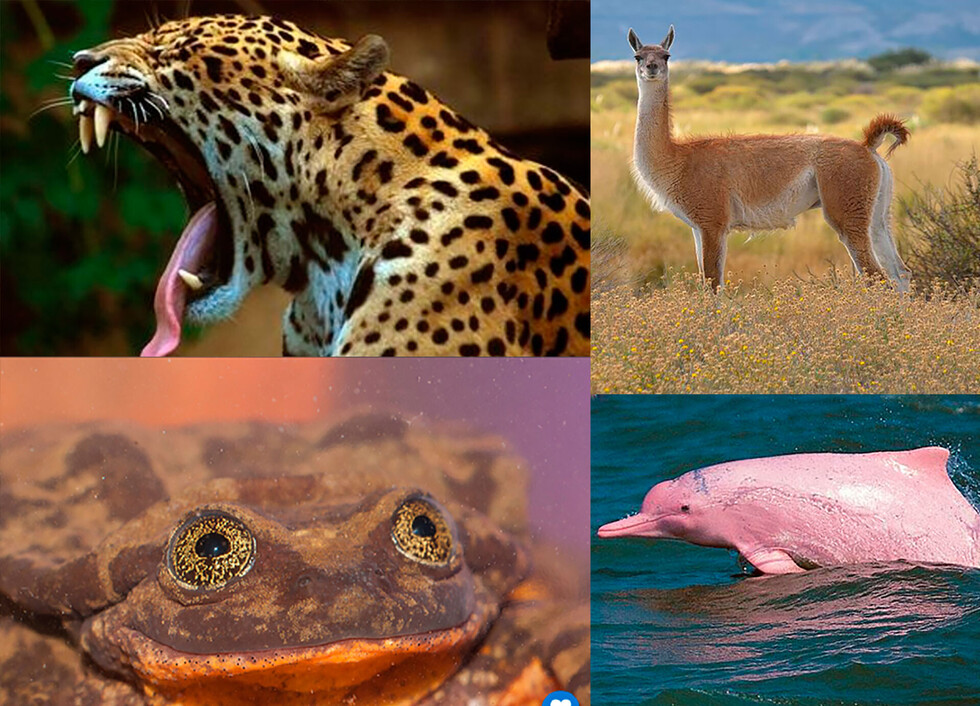 Juego: ¿Cuánto sabes sobre los animales que están en peligro de extinción en Bolivia?