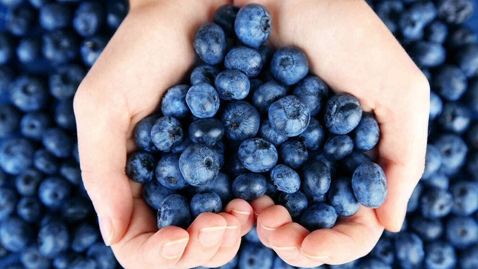 Arándanos para la salud