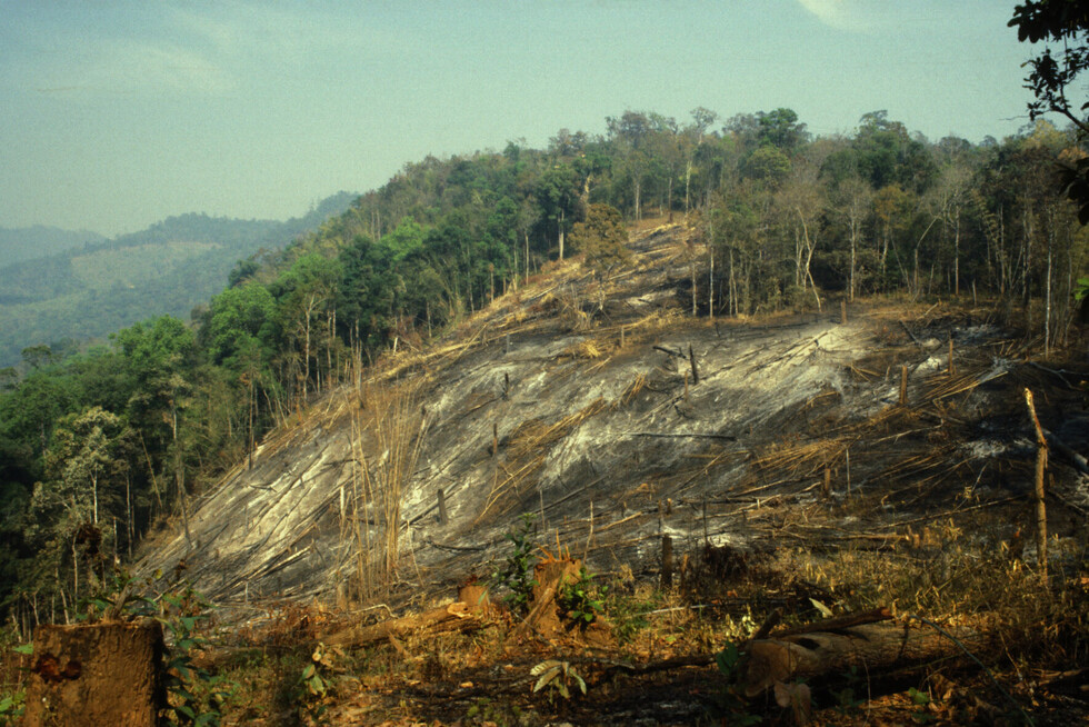 La agonía de la “Madre tierra”, deforestación y sus causas en la región
