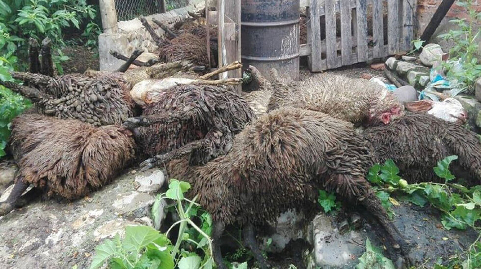 Una jauría mata a ovejas en Oruro