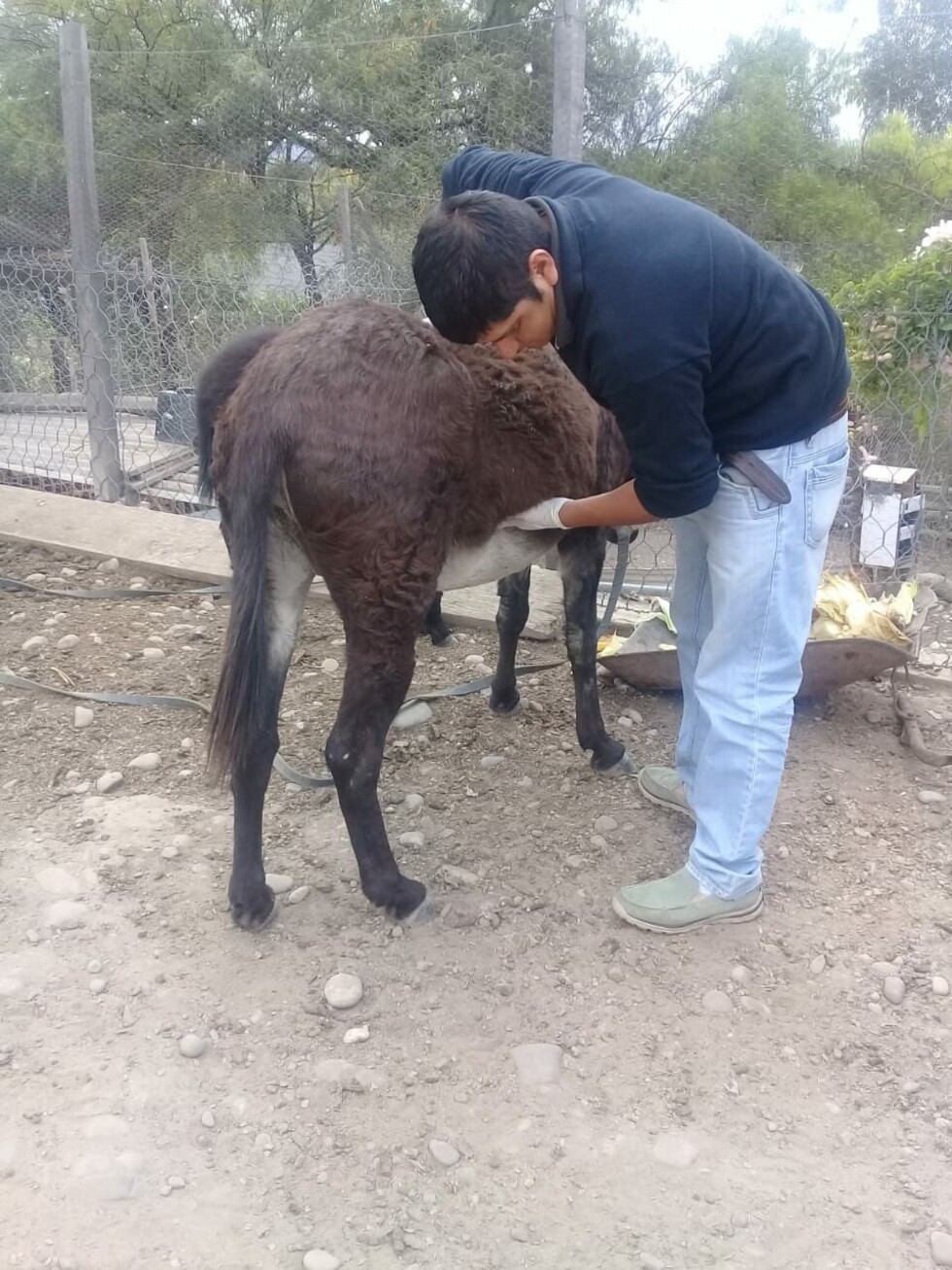 Fue soprendido violando a una burra en el Valle
