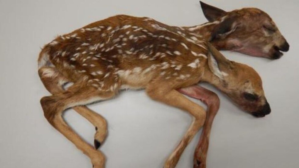 Hallan a un “bambi” con dos cabezas en EEUU