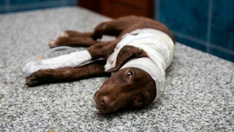 Despellejó vivo a un perro y ahora va a juicio