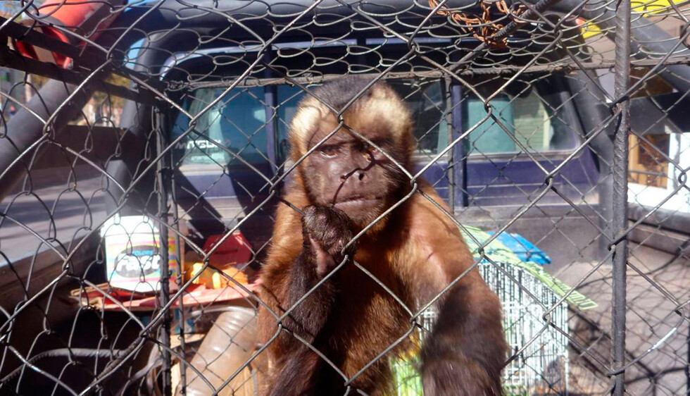 Tráfico ilegal de fauna silvestre, el negocio que nunca acaba