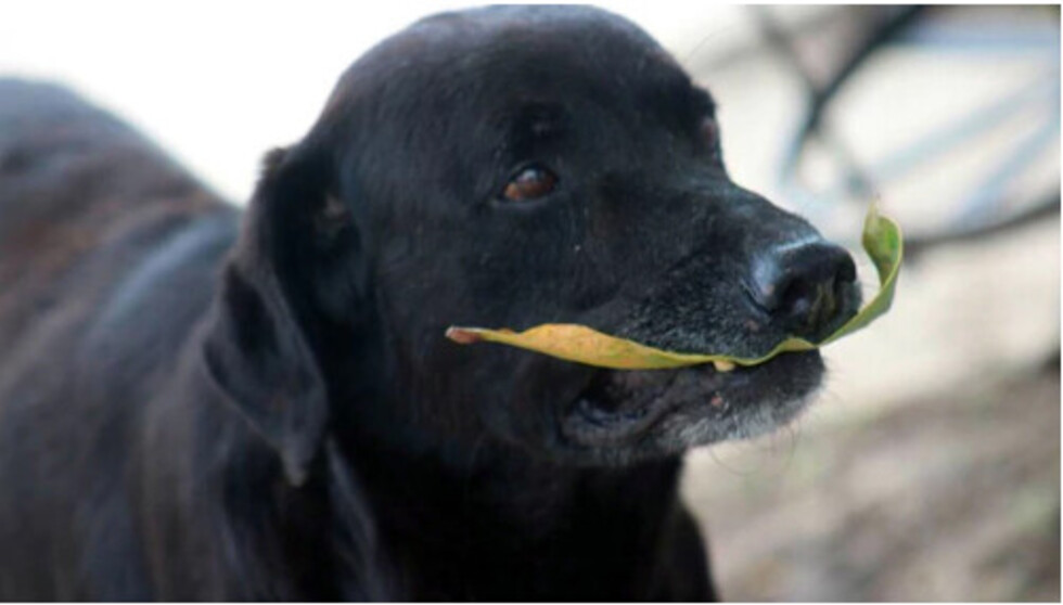 Negro, el perro que compra galletas con hojas