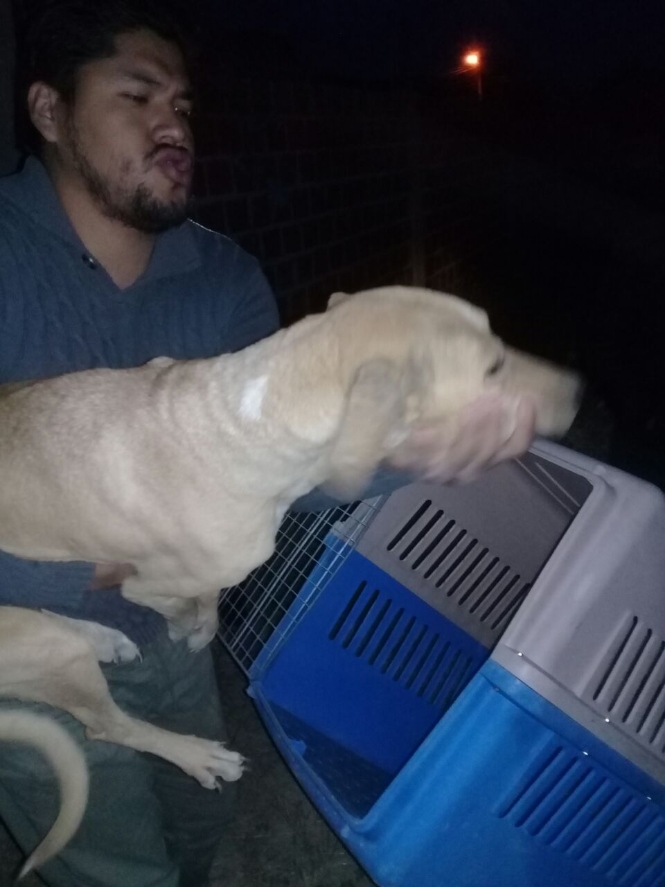 Rescatan 10 perros abandonados de un lote en el barrio Morros Blancos