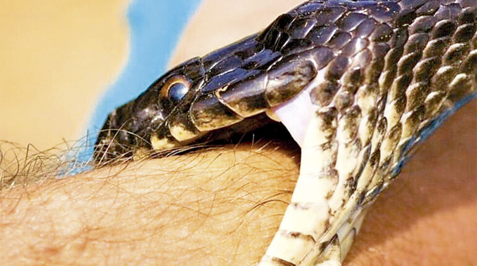 Decapitó una cascabel,  pero lo mordió igual