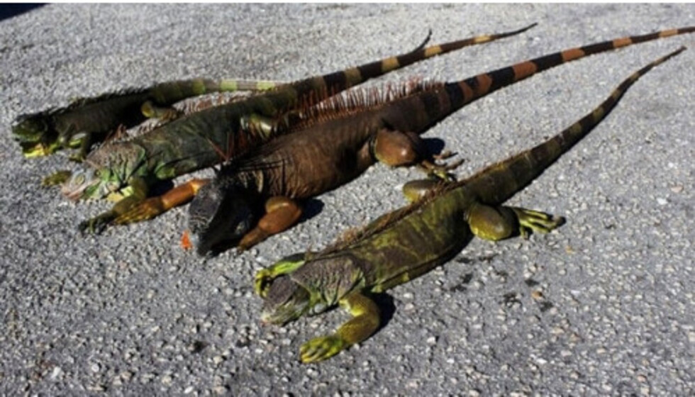 Miles de iguanas invaden el sur de Florida