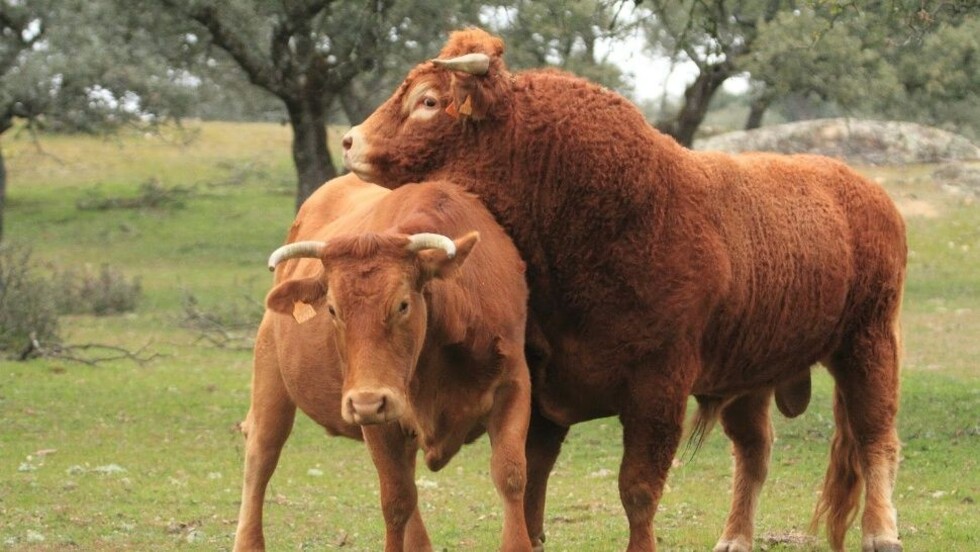 Casan a toro con vaca para frenar la sequía