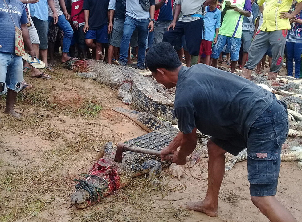 FOTOS: Matan a cerca de 300 cocodrilos en venganza por la muerte de un vecino en Indonesia