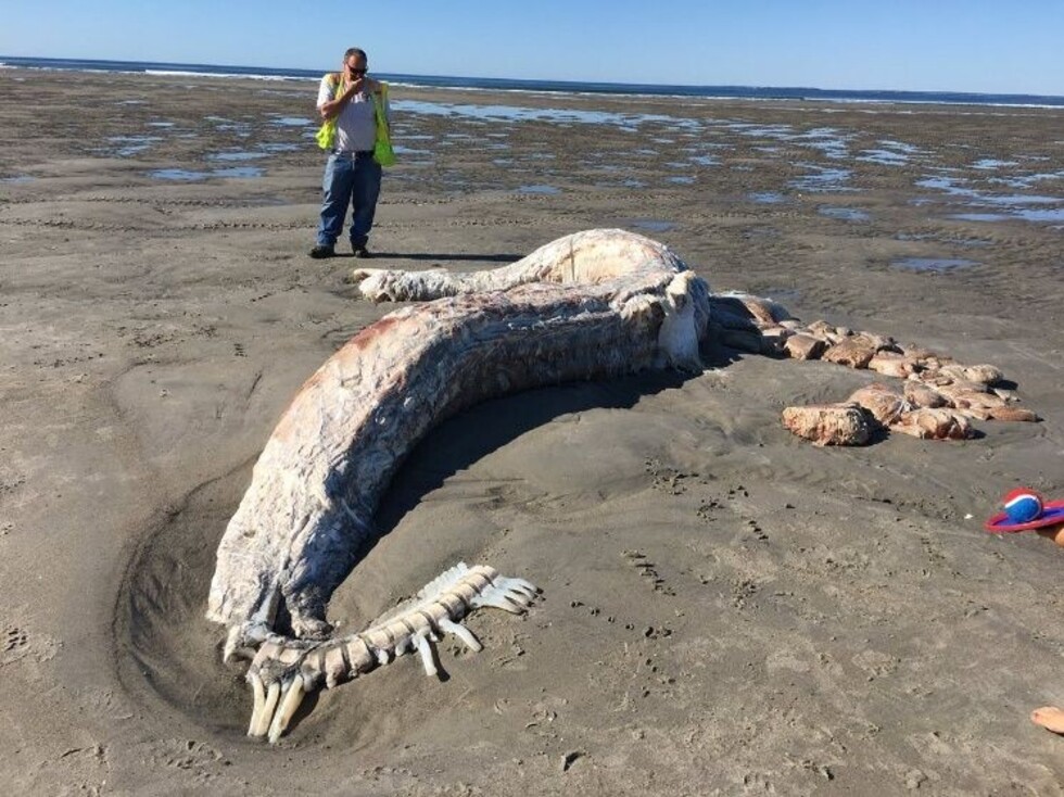 Hallan extraña criatura putrefacta en playa