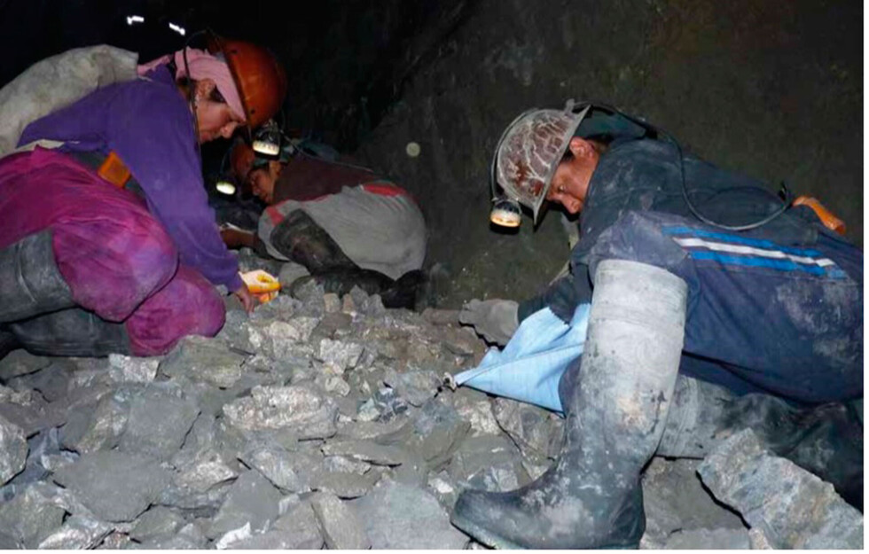 Cooperadores sistematizan el proyecto de camélidos
