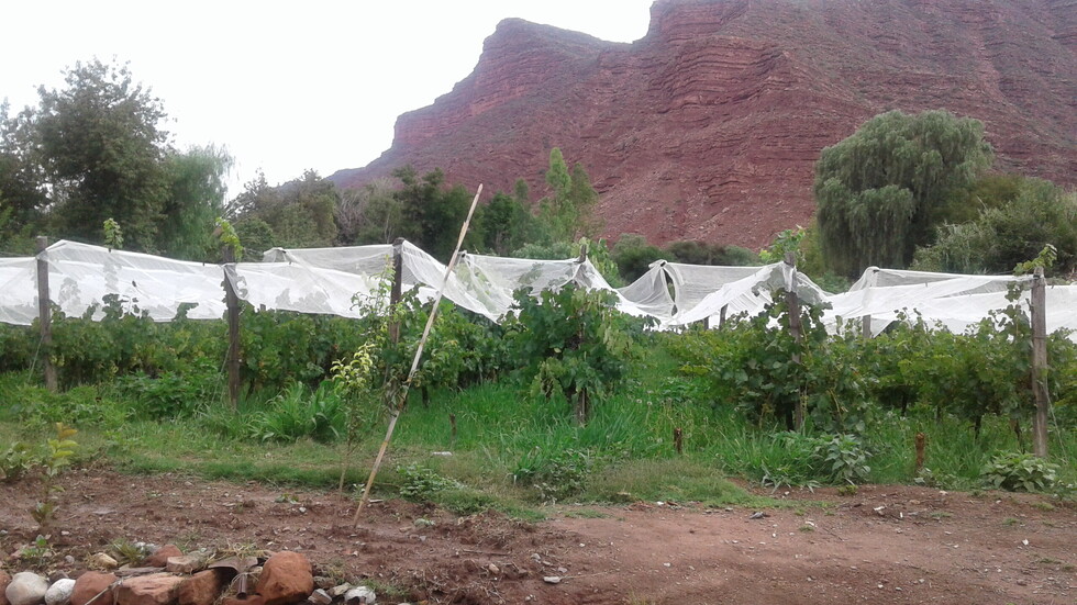 El verdor de su campo y su cerro llamado la nariz de Villa Abecia