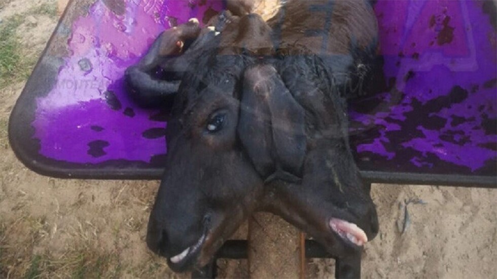 Encuentran a un ternero con dos cabezas en Monteagudo