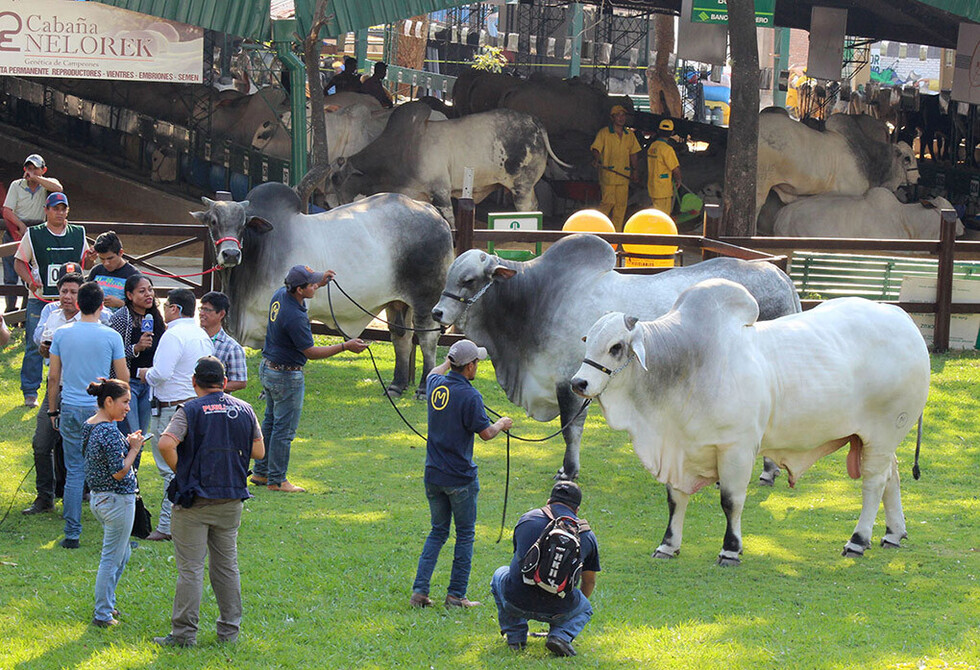 Ganaderos mostrarán las mejores especies en ExpoChaco 2018