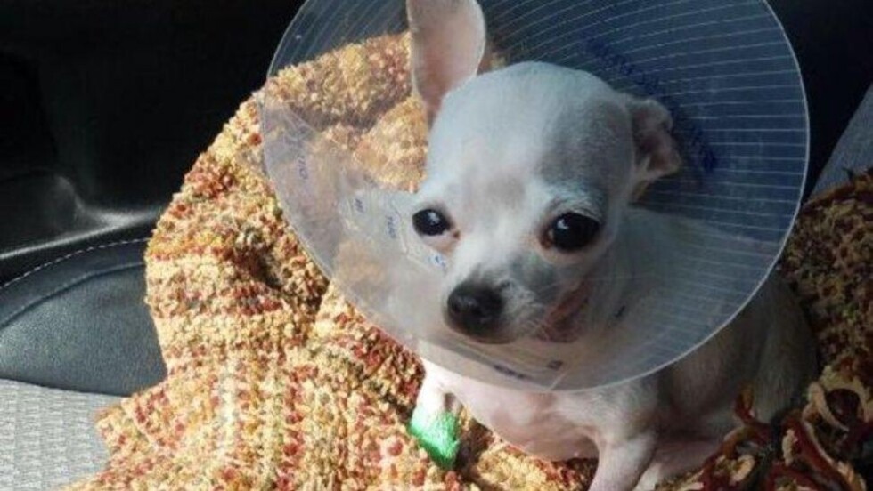 Un perro comió marihuana y casi se muere