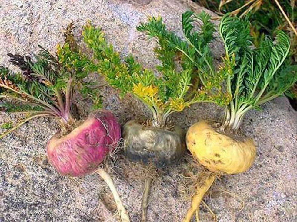 La MACA un producto boliviano que ha cambiado la vida de mucha gente