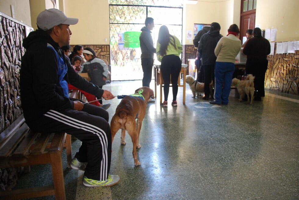 En la mira 70 mil mascotas  para ser vacunadas en Tarija