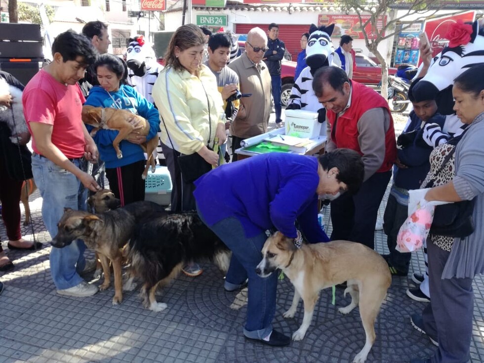 Vacunan contra la rabia a perros y gatos