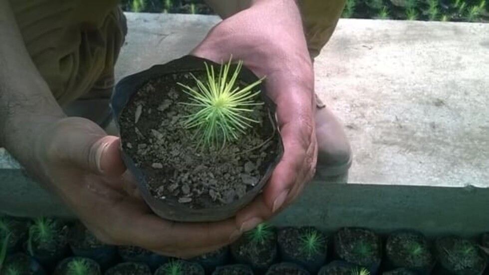 El PERTT tiene 20 mil  plantines para Sama