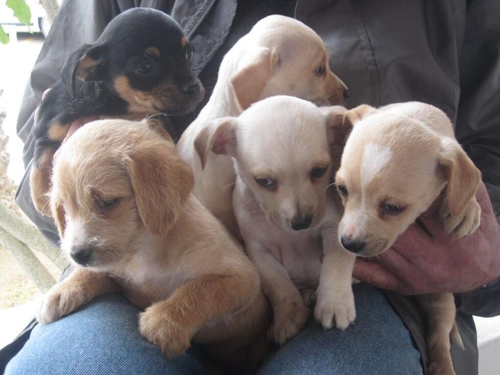 Rescatan a 14 cachorros abandonados en la ciudad de Tarija