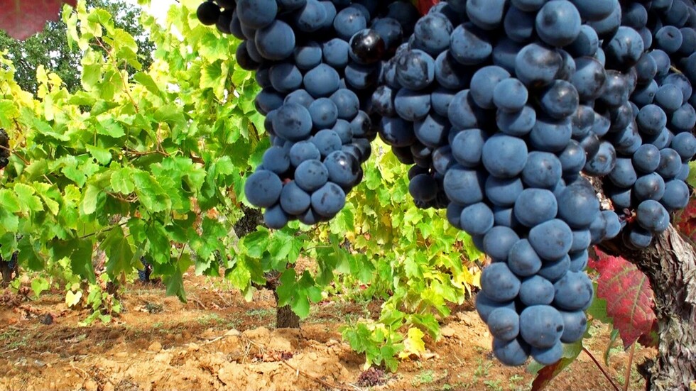 El Washington Post destaca a los vinos bolivianos: "son absolutamente deliciosos"