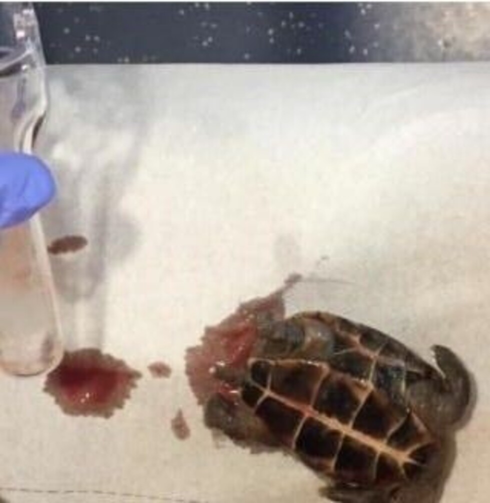 Bebió y le sacaron una tortuga de la vagina