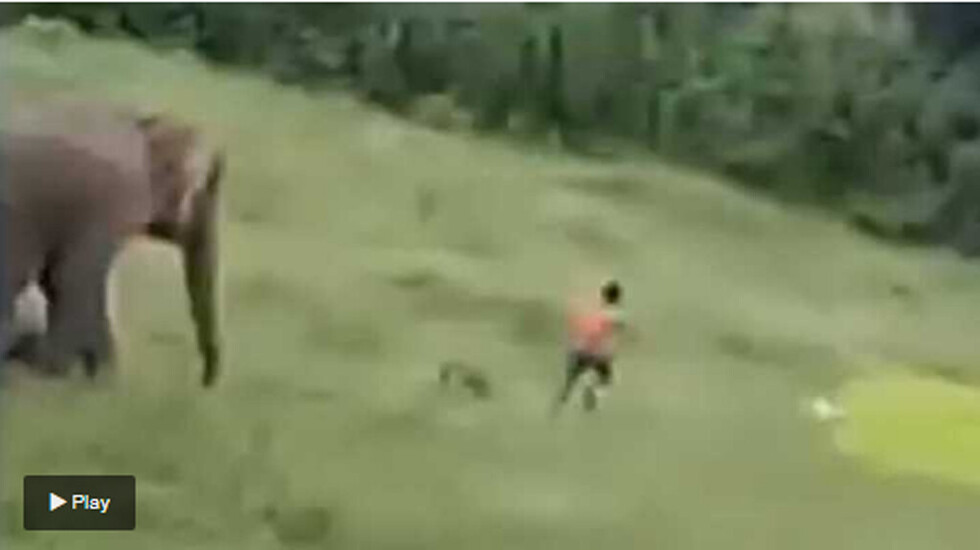 Elefante mató a niño que se acercó a su manada