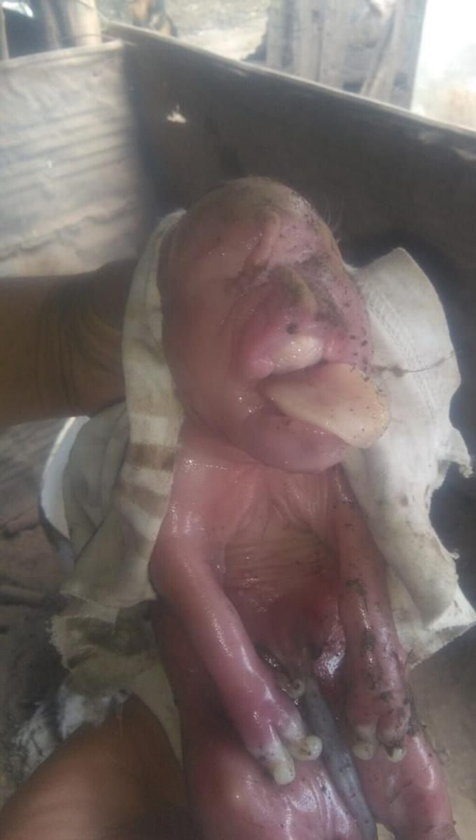 Chanchito con cara humana causó gran susto