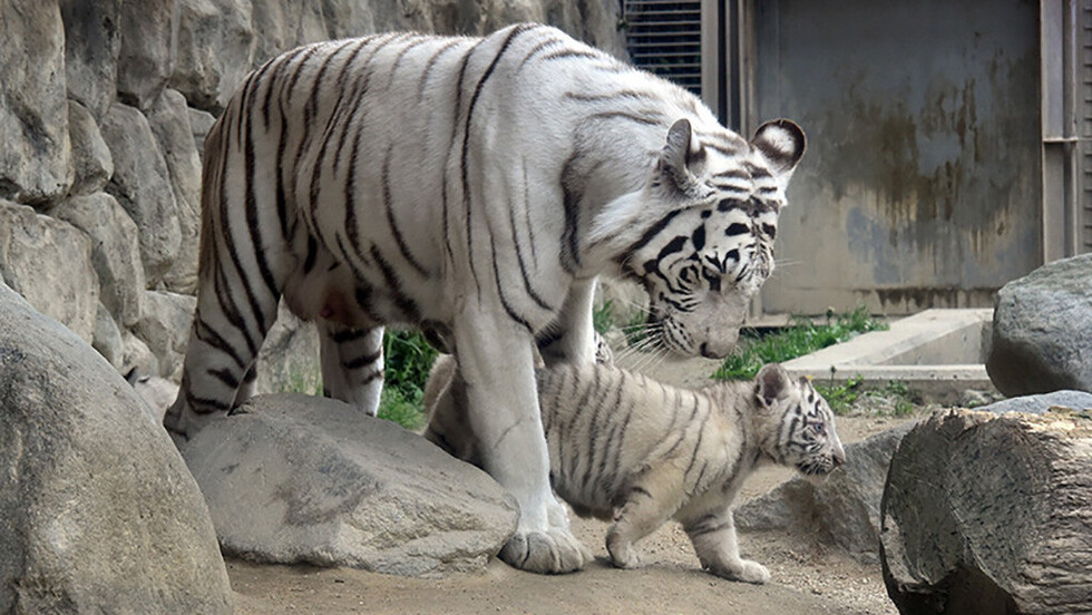 Un tigre blanco mata a un cuidador en un zoológico japonés