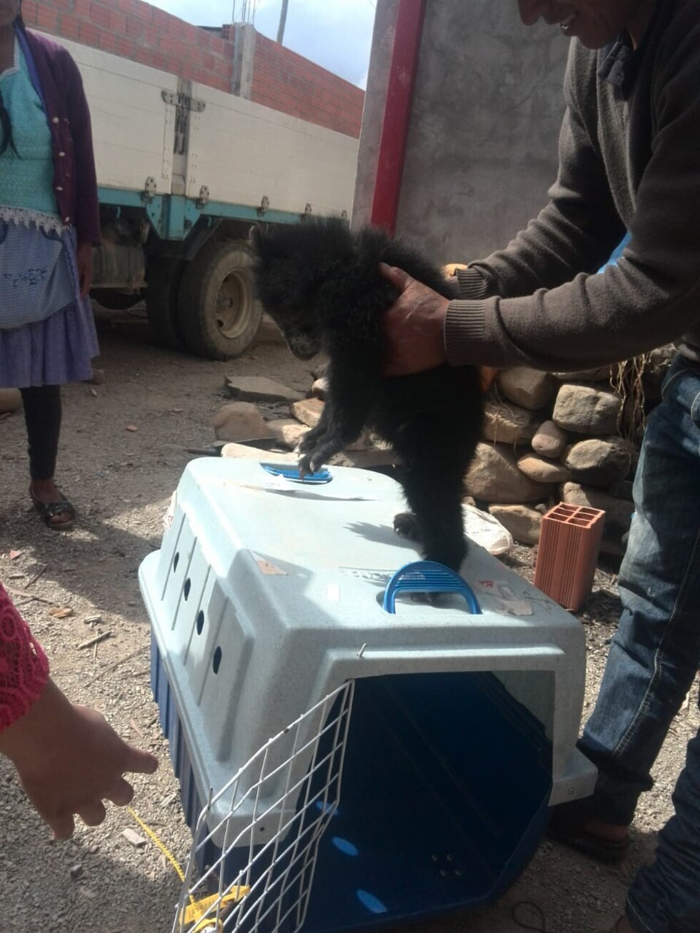 Prometa rescata a osezno jucumari en los límites con Chuquisaca