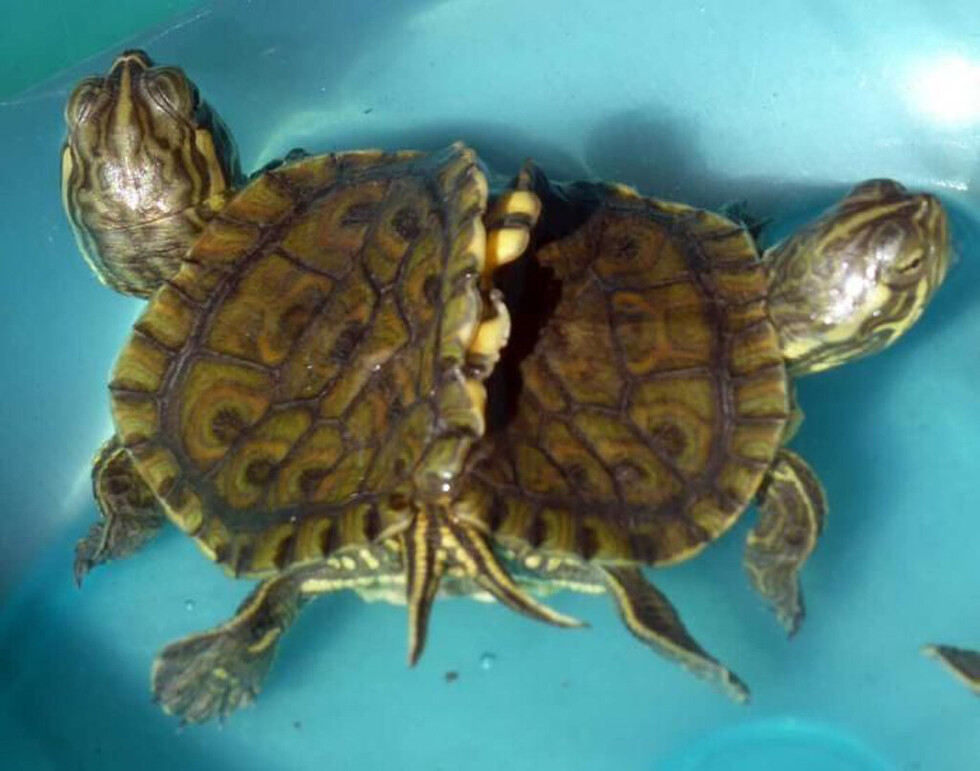 Hallan tortuga mutante con 2 cabezas y 6 patas